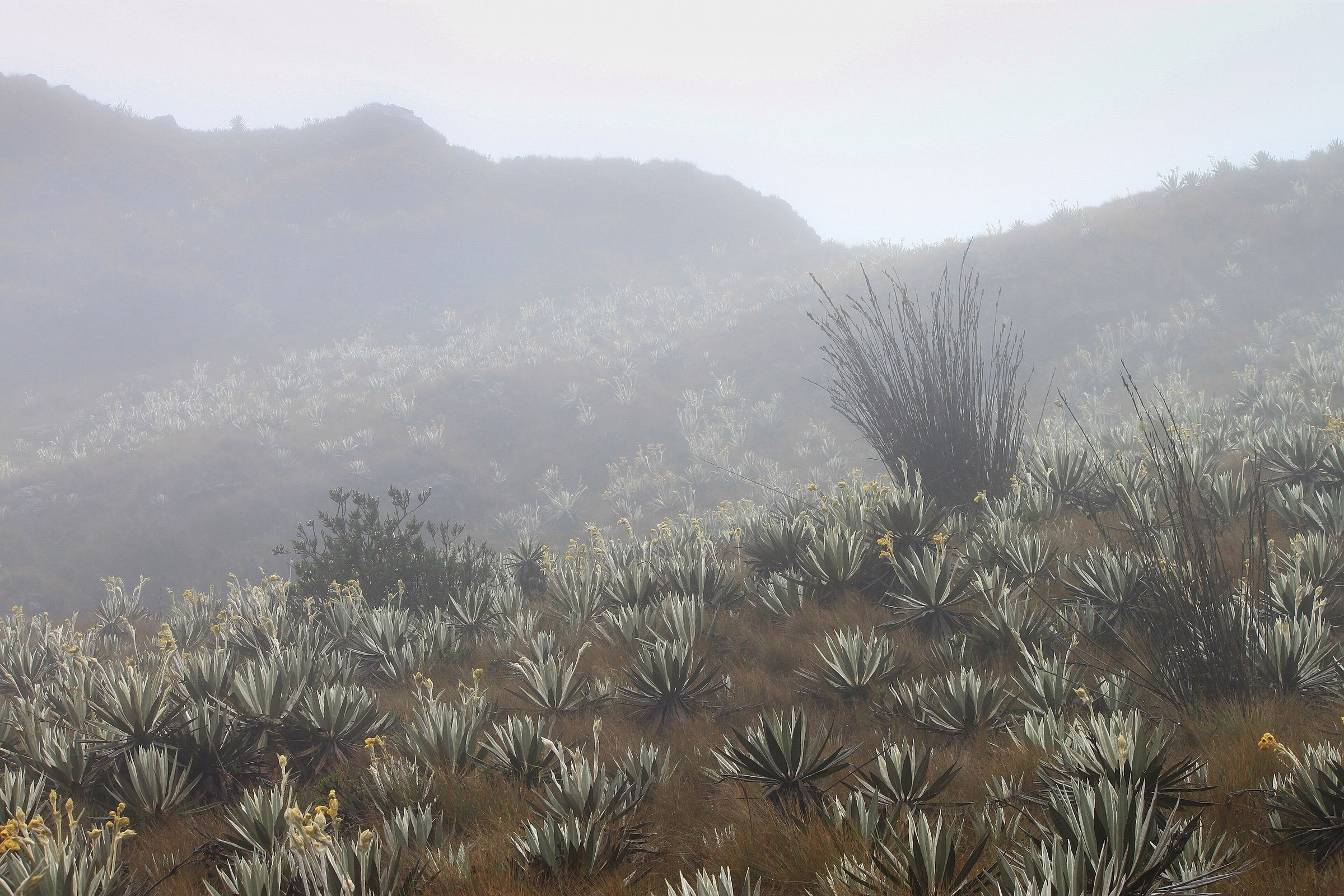 A páramo hillside covered in silvery-green frailejón rosettes, some with yellow flowers, fading into thick fog