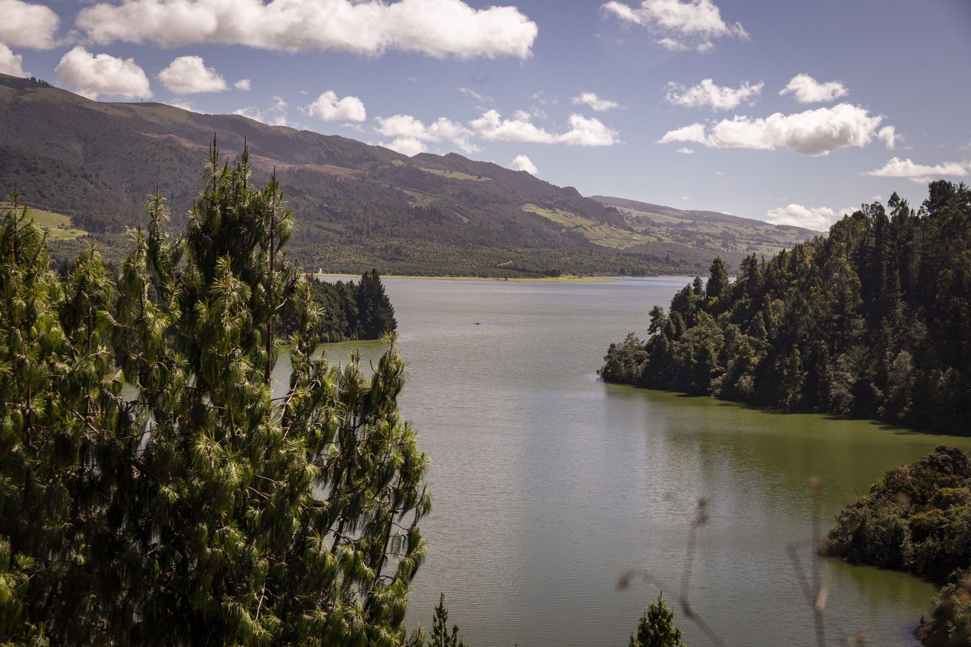 Pine forest and islands on the Neusa reservoir