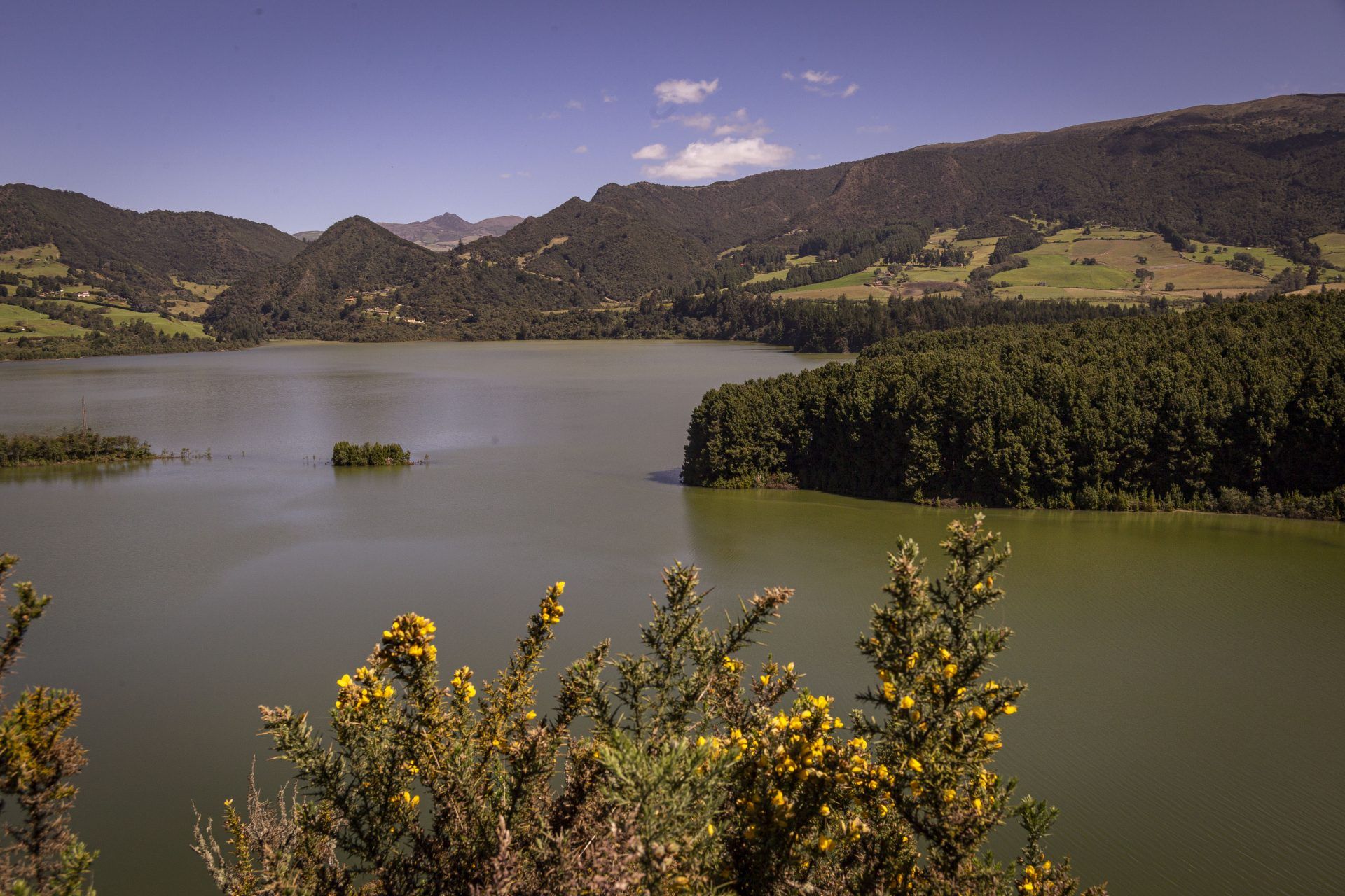 Embalse del Neusa visto desde lo alto, con un bosque de pinos en la orilla derecha, montañas verdes al fondo y arbustos de flores amarillas en primer plano