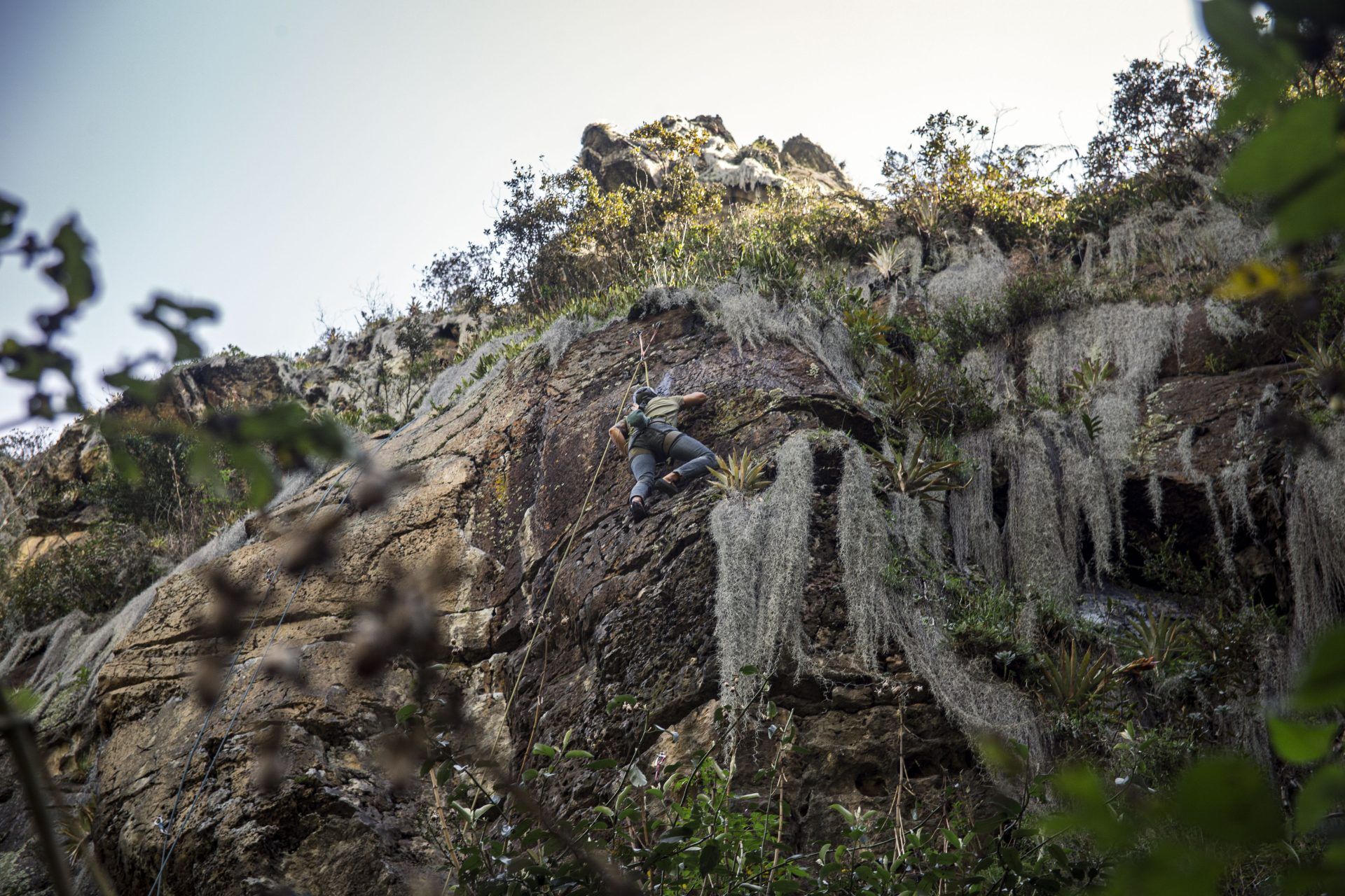 A climber on a rope partway up a brown sandstone face at Suesca, with Spanish moss hanging from the rock around him