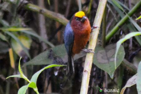 Tour de Observación de Aves de 2 días en Chingaza: Vea especies raras y endémicas en los Andes colombianos